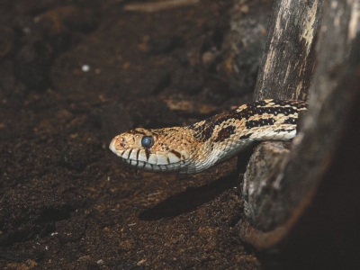 Couleuvre &agrave; nez mince - De Zonnegloed - Refuge pour animaux